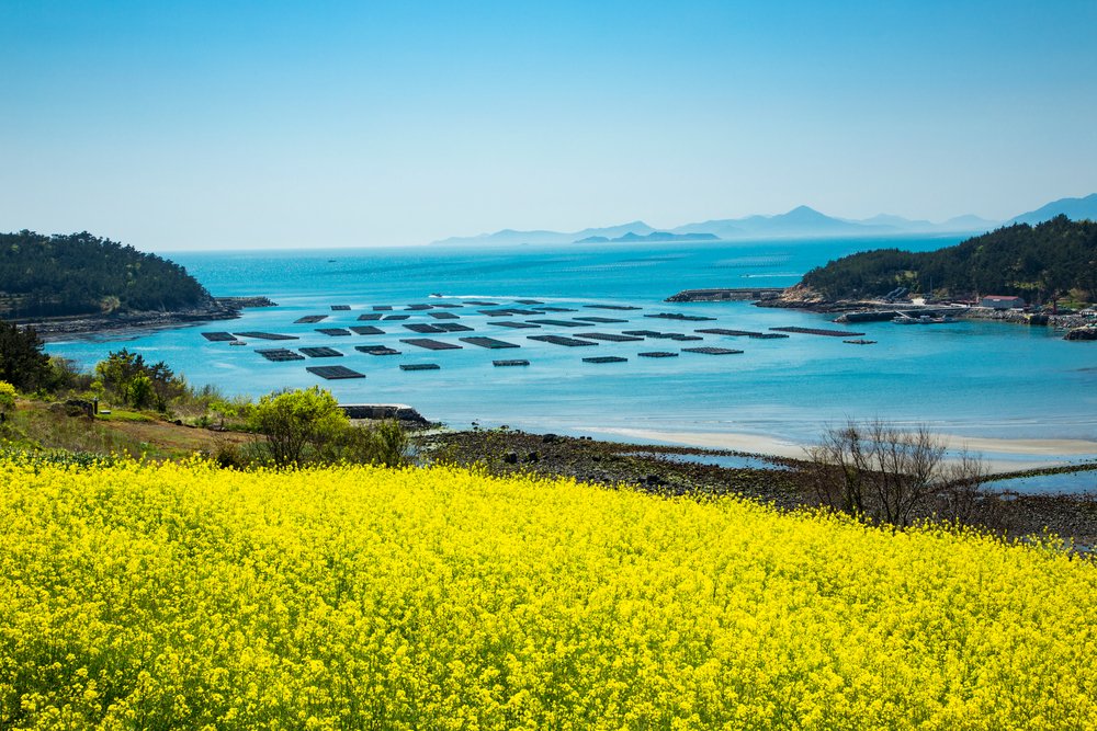 Rapeseed flower fields surrounding a village on Cheongsando Island