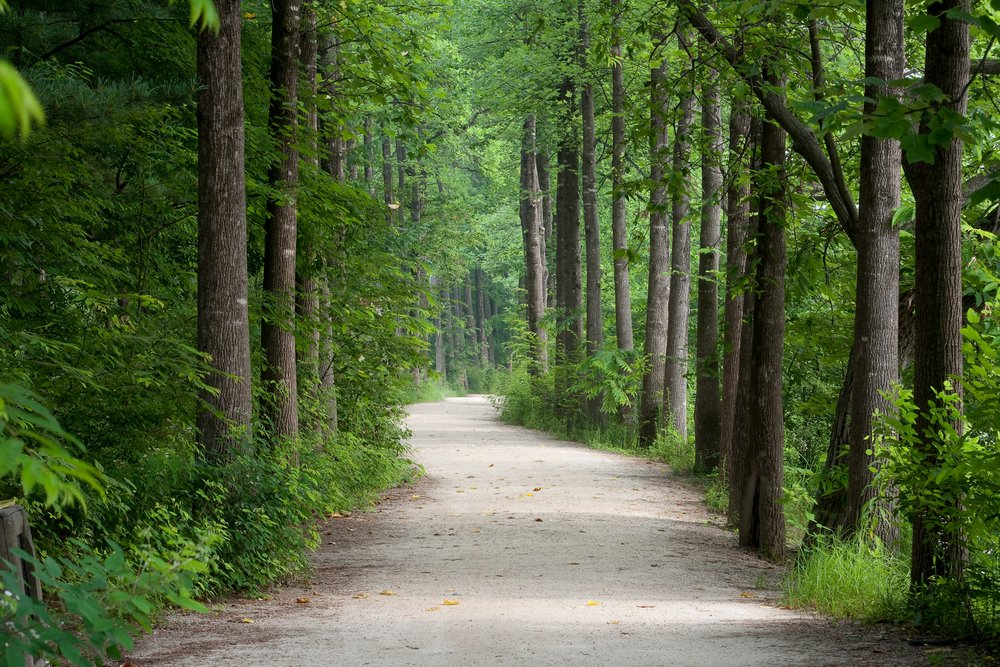 Tree-lined forest road in Gapyeong during summer