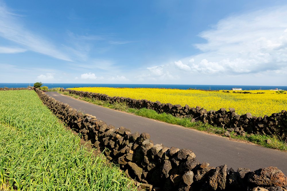 Stone-wall lane bordered by yellow rapeseed flowers on Cheongsando