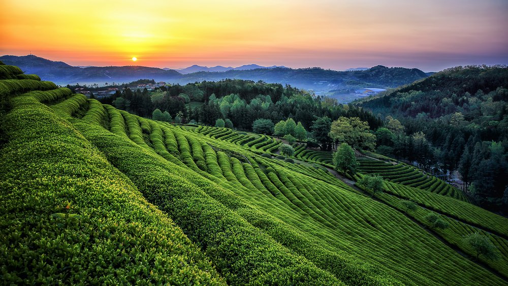 Green tea fields at Daehan Dawon in Boseong