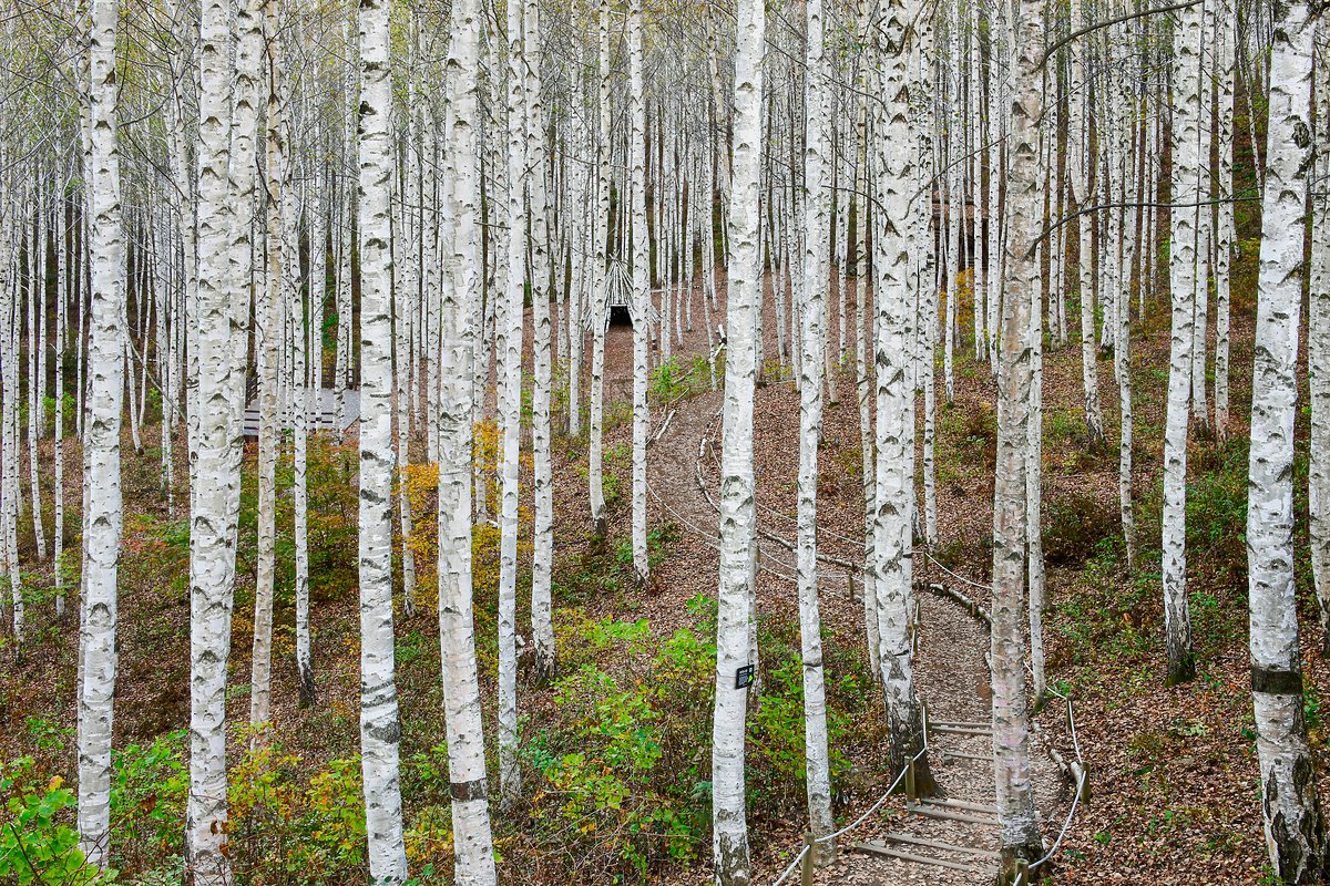 Wondae-ri Birch Forest in Inje